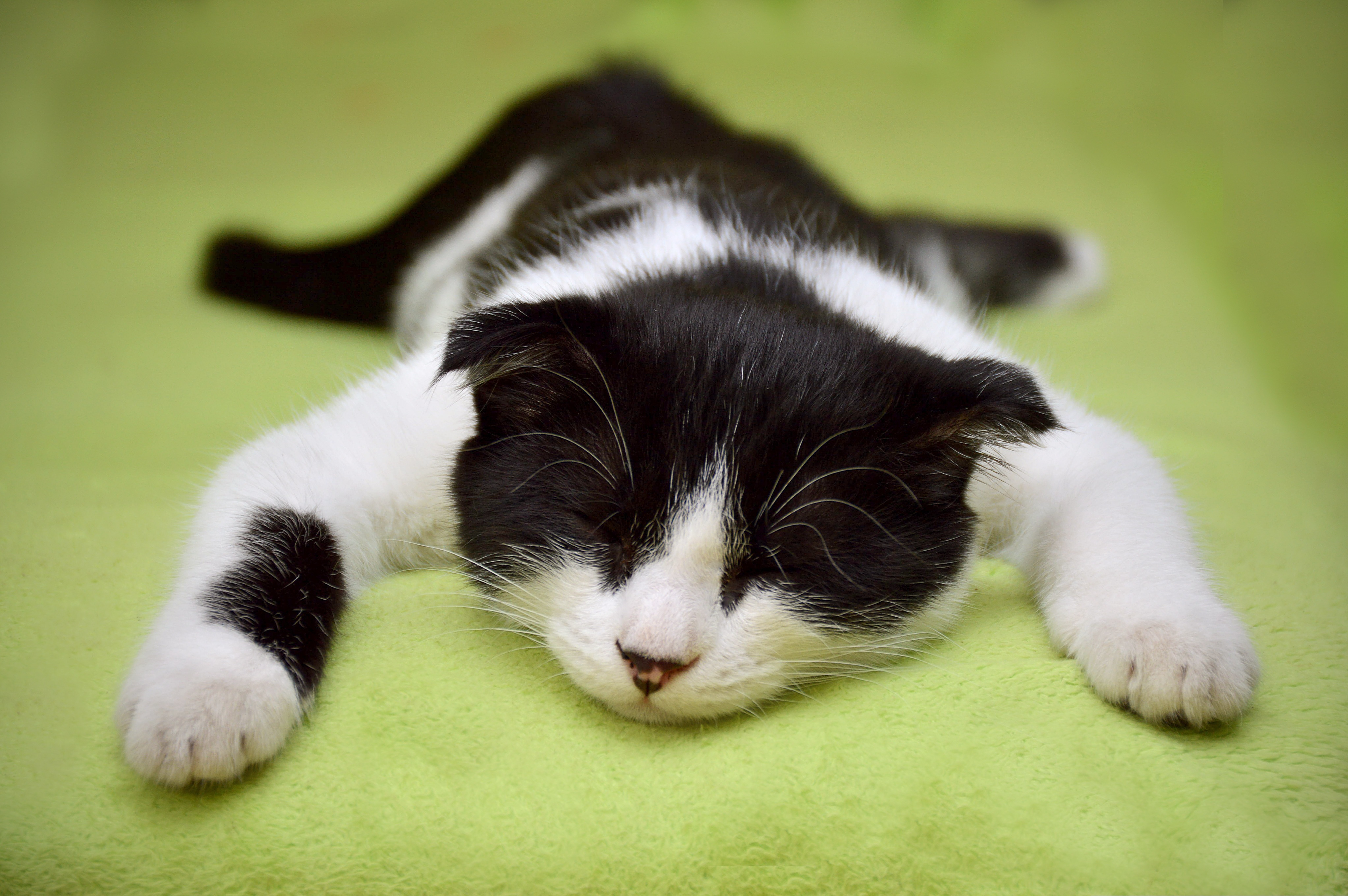 Pawed Is Your Cat Left or Right-Handed or Pawed? – John Pullen