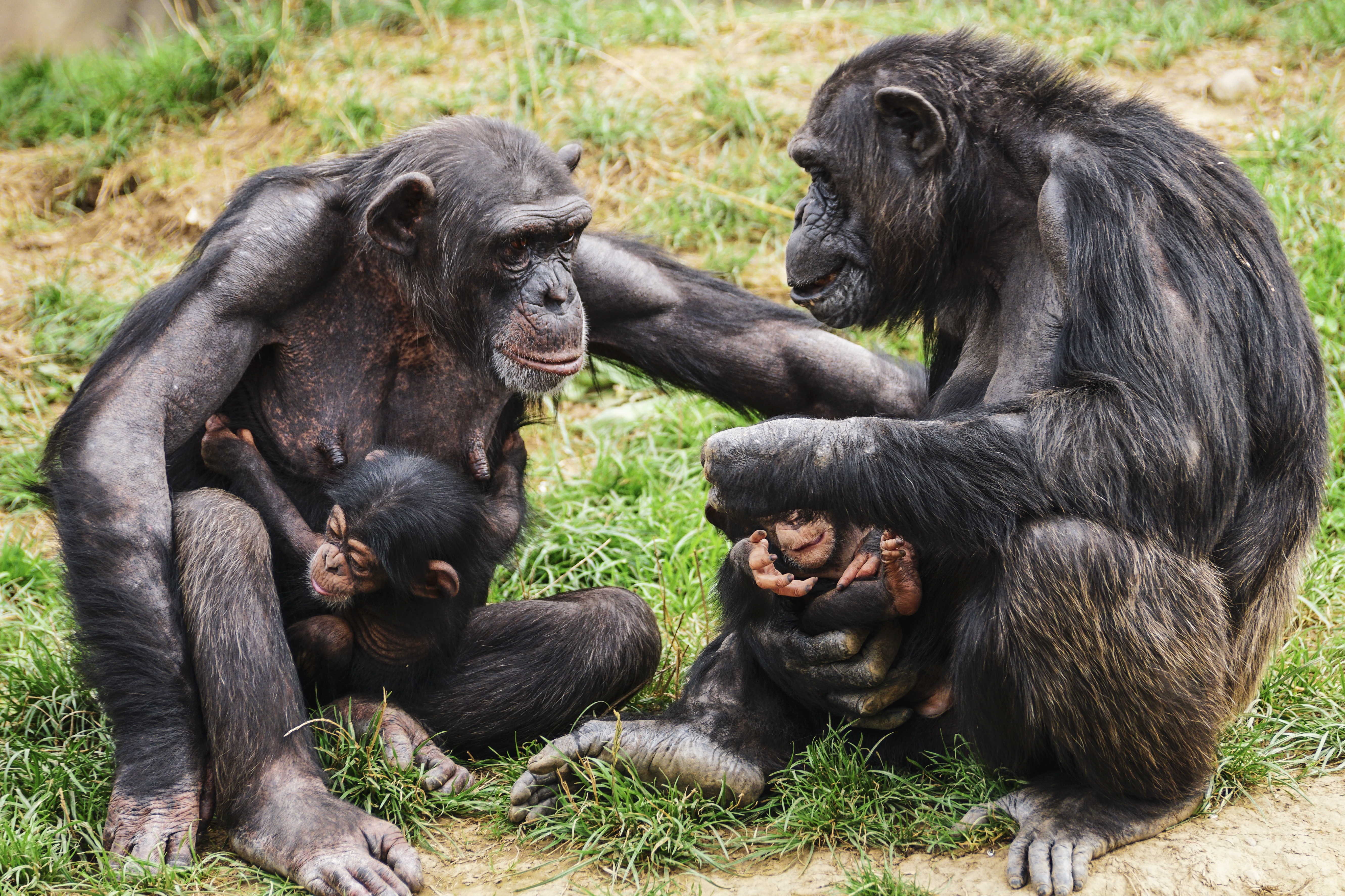 Come On. Answer the Chimp’s Question! – John Pullen